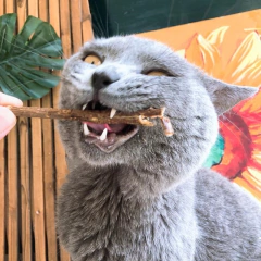 Palito natural Matatabi para gatos