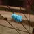 Combo Squirtle en internet