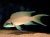 Lamprologus Brichardi
