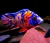 Aulonocara Orange Blue