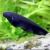 PEIXE FACA NEGRA