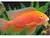 CICHL AULONOCARA FIRE-FISH ALBINO