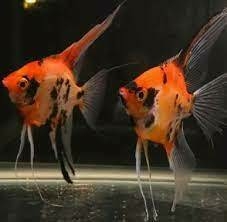 Acara Bandeira Koi Red Devil