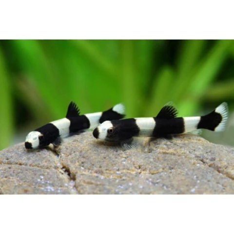 GARRA DOCTOR FISH-LOACH PANDA - comprar online