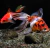 Kinguio Oranda Calico Grande