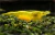 Camarao Yellow