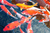 Carpa Colorida Pequena