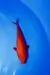 CARPA KOI BENIGOI (LARANJA)