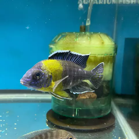 cichl aulonoca maulana bicolor