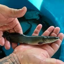 ALEVINO PEIXE PIRARUCU