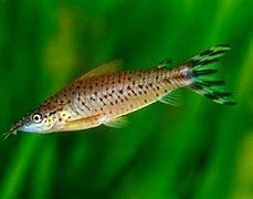 DIANEMA UROSTRIATA - comprar online