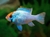 RAMIREZI ELETRIC BLUE