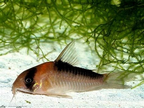 CORYDORA ADOLFOI PEQUENA