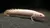 POLY COMUM ALBINO
