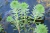 PLANTA AQUATICA MYRIOPHYLLUM AQUATICUM (UNICADE)