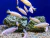 AURATUS ALBINO