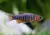 RASBORA ESMERALDA