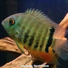 Acara Severum Comum Pequeno (Amazonico)