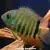 Acara Severum Comum Pequeno (Amazonico)