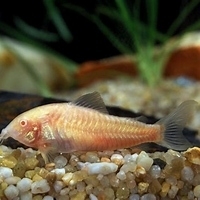 CORIDORA ALBINA