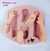 Molde de Silicone - Kit Braços Mãos e Pés Boneca Doll Sarah Camponesa - comprar online
