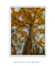 Quadro Decorativo Ipê Amarelo