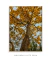 Quadro Decorativo Ipê Amarelo na internet