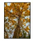 Quadro Decorativo Ipê Amarelo