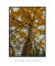 Quadro Decorativo Ipê Amarelo - loja online