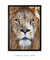 Quadro Decorativo Leão de Judá Caramelo na internet