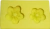 Molde de silicone Margaridas cod 937 - comprar online