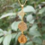 Collar Nudo de Bruja + Tetragramaton + San Benito en Oro 18k Laminado + Cadena - comprar online