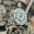 Anillo Masón Logia Masónica - comprar online