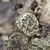 Anillo Masón Logia Masónica - Amarrarte