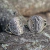 Anillo San Benito en Plata 925 o Alpaca y Bronce en internet