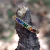 Anillo 7 Chakras Zirconias Diversidad - Amarrarte