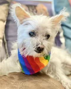 Bandana Arcoíris - comprar online