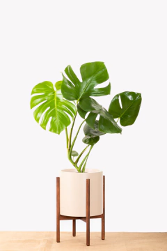 Monstera + Boho en internet
