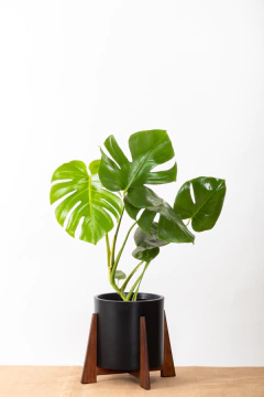 Monstera + Boho - comprar online