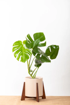 Monstera + Boho