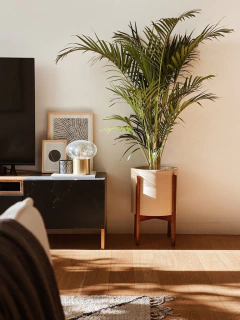 Areca Grande + Boho alto