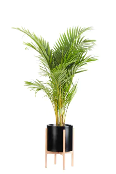 Imagen de Areca Grande + Boho alto