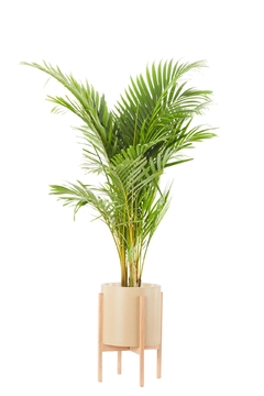 Areca Grande + Boho alto - Leontina Almacén de Plantas