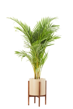 Areca Grande + Boho alto