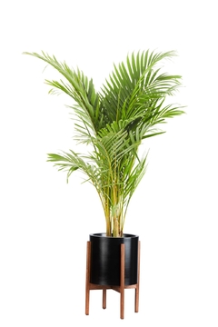 Areca Grande + Boho alto - tienda online