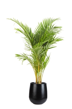 ARECA GRANDE + GOTA SMALL - tienda online