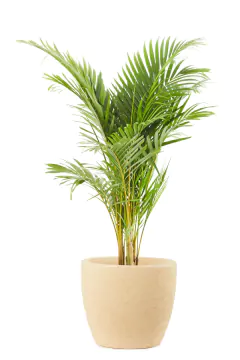 ARECA GRANDE + ANDINA MEDIANA TEXTURADA - comprar online