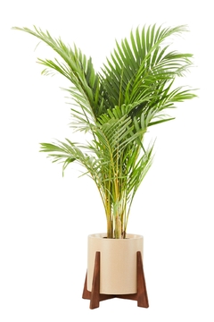 Areca grande + boho bajo