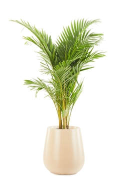 ARECA GRANDE + GOTA MEDIANA - comprar online