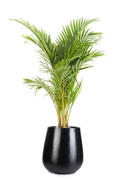 ARECA GRANDE + GOTA MEDIANA en internet